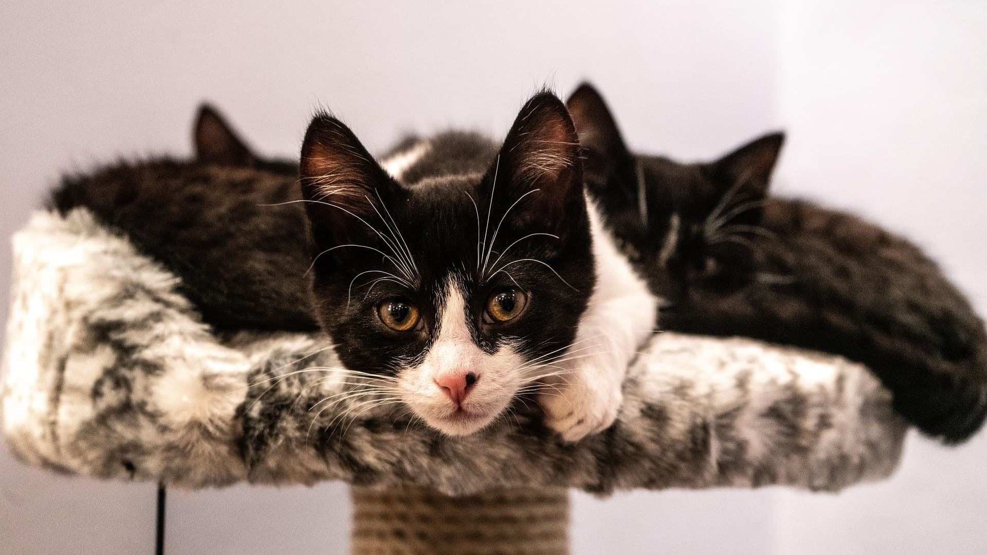 Black and white cats resting peacefully, tranquility and companionship